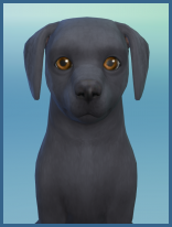 ansehen Curly-Coated Retriever Rocky Welpe